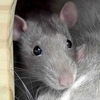 adoptable Rat in jefferson, WI named Greg