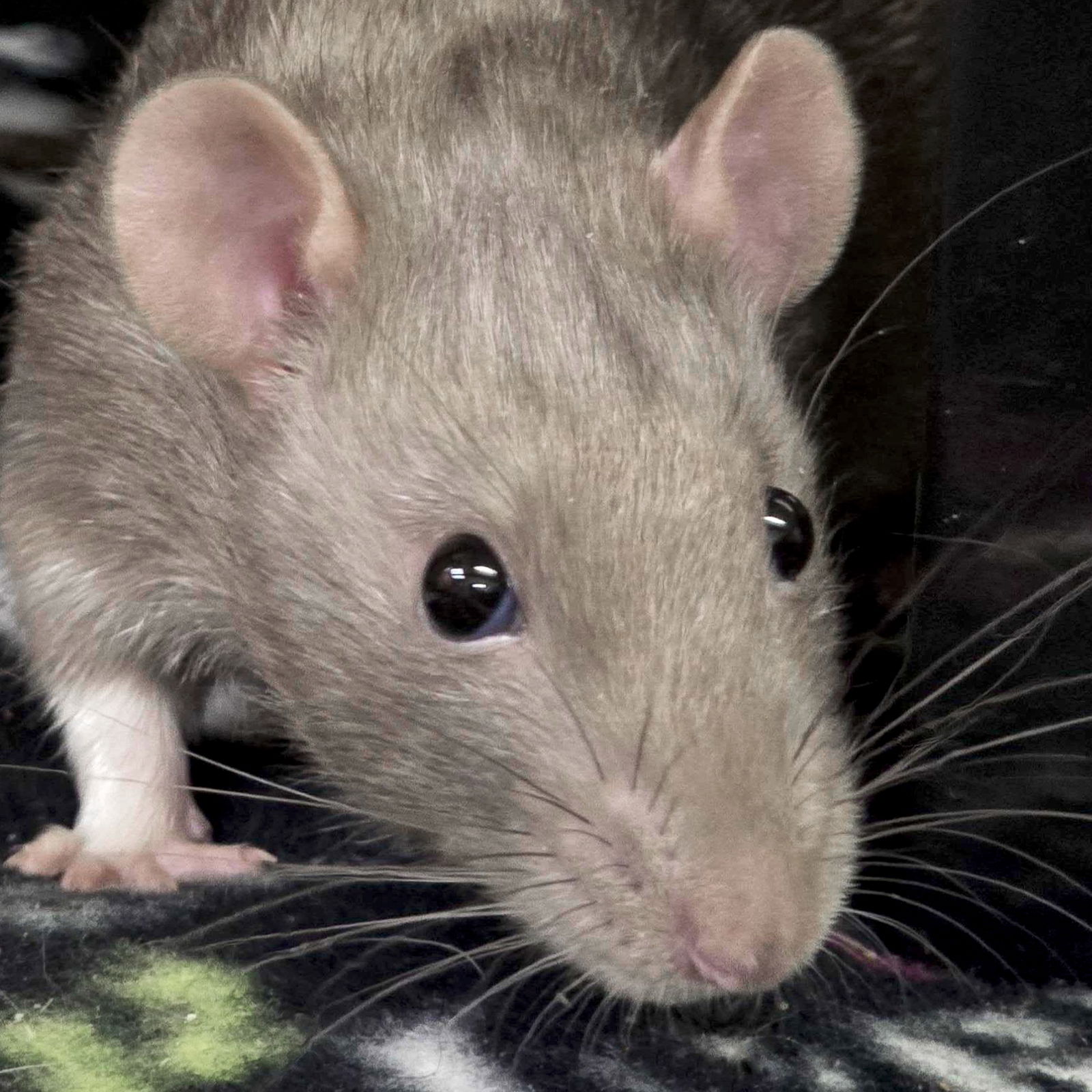 adoptable Rat in Jefferson, WI named Jeremy