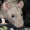 adoptable Rat in jefferson, WI named Jeremy
