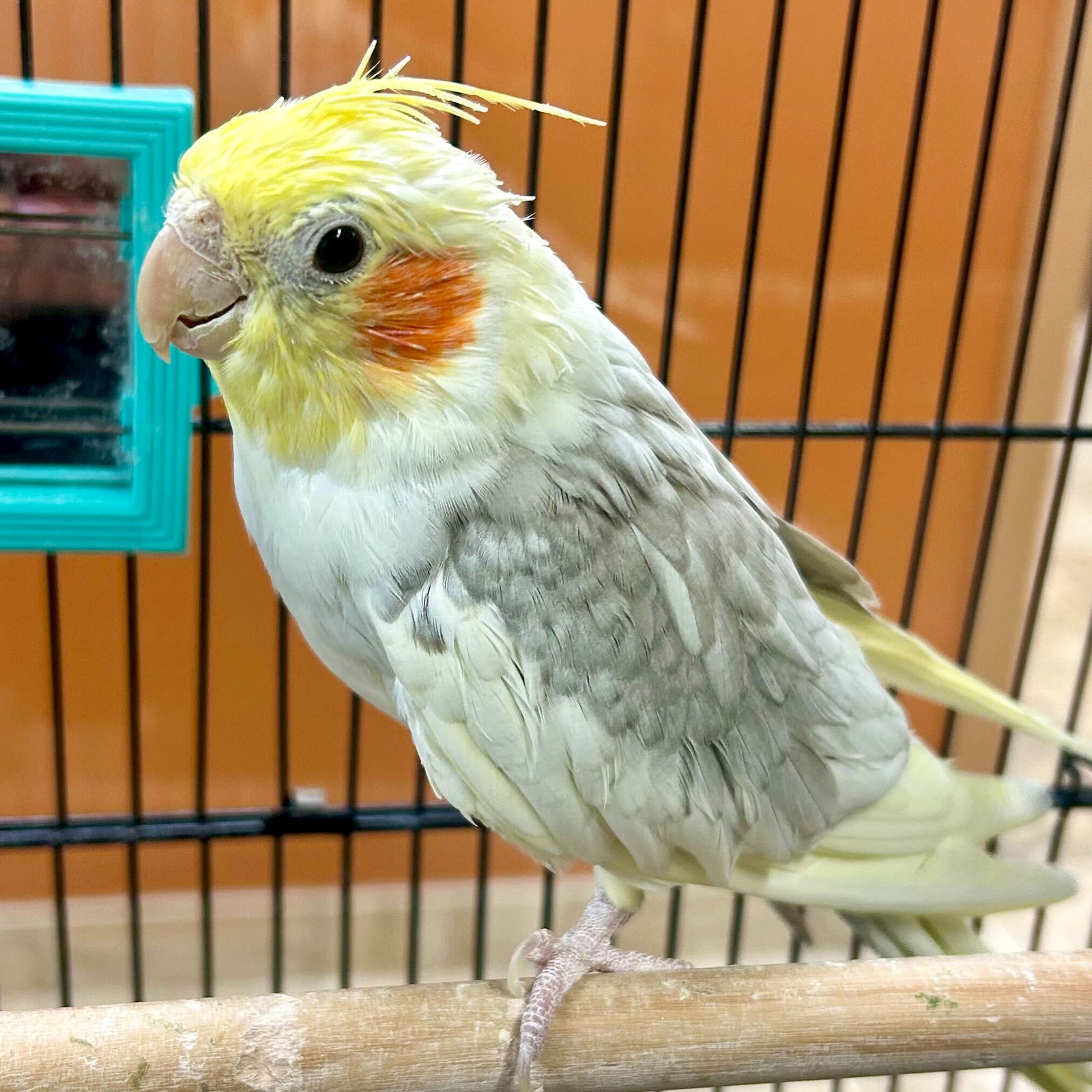 adoptable Bird in Jefferson, WI named Sonny