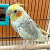 adoptable Bird in  named Sonny