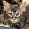 adoptable Cat in  named Ned