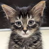 adoptable Cat in  named Mr. Burns