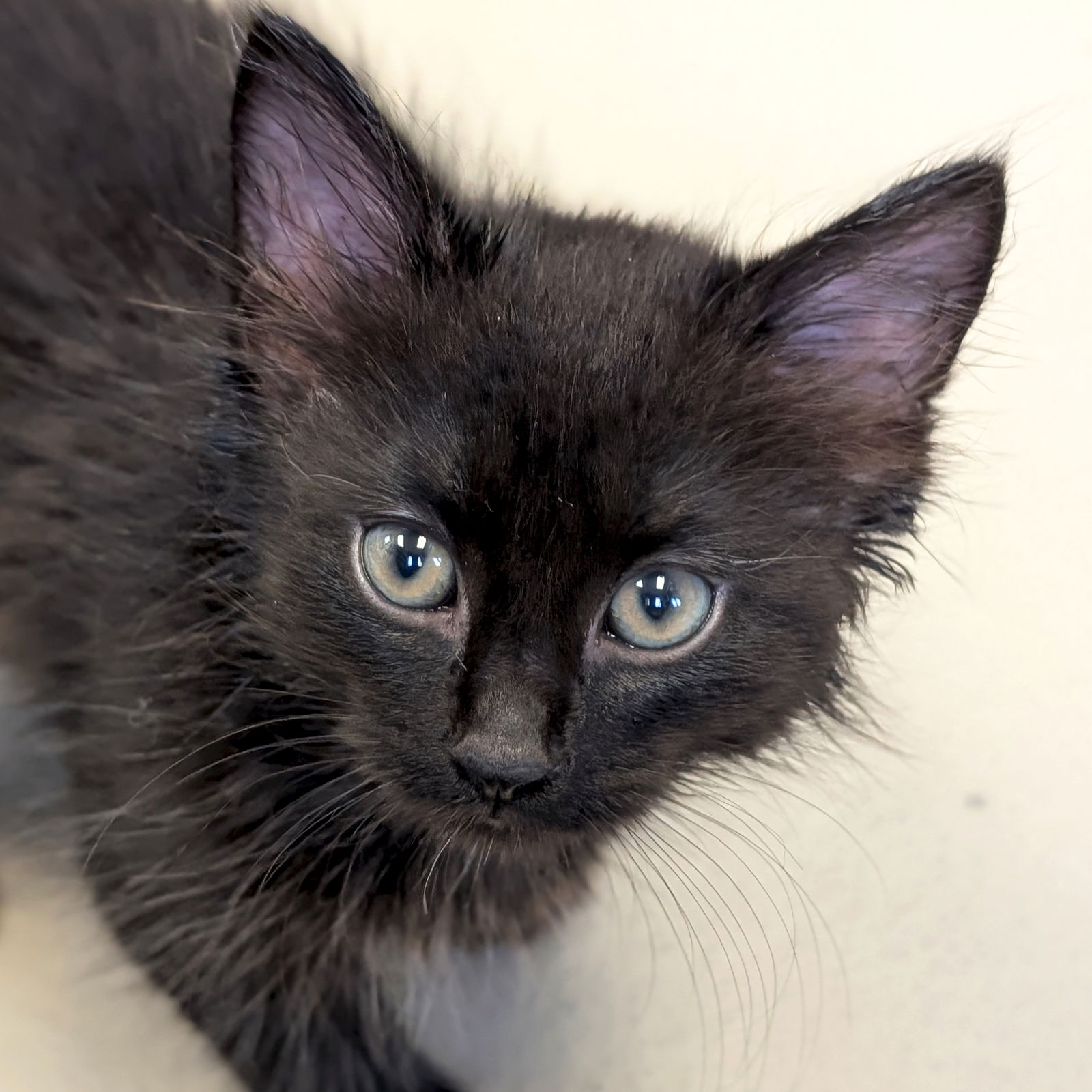 adoptable Cat in Jefferson, WI named Bart