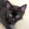 adoptable Cat in  named Bart