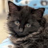 adoptable Cat in  named Marge
