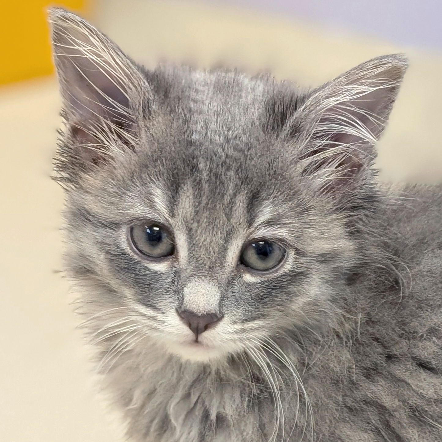 adoptable Cat in Jefferson, WI named Lisa