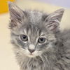adoptable Cat in  named Lisa