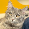 adoptable Cat in  named Frenchie