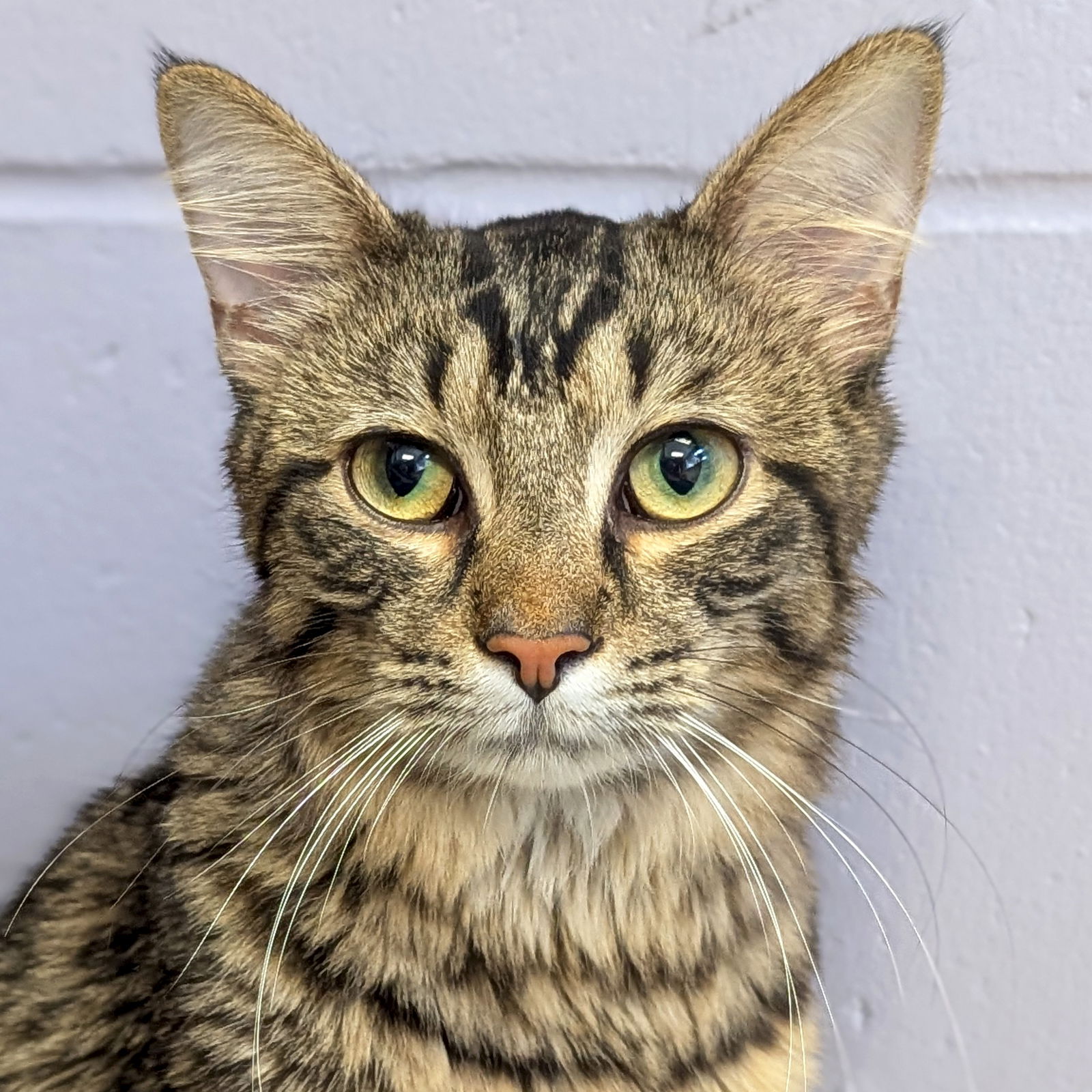 adoptable Cat in Jefferson, WI named Aspen