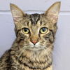 adoptable Cat in  named Aspen