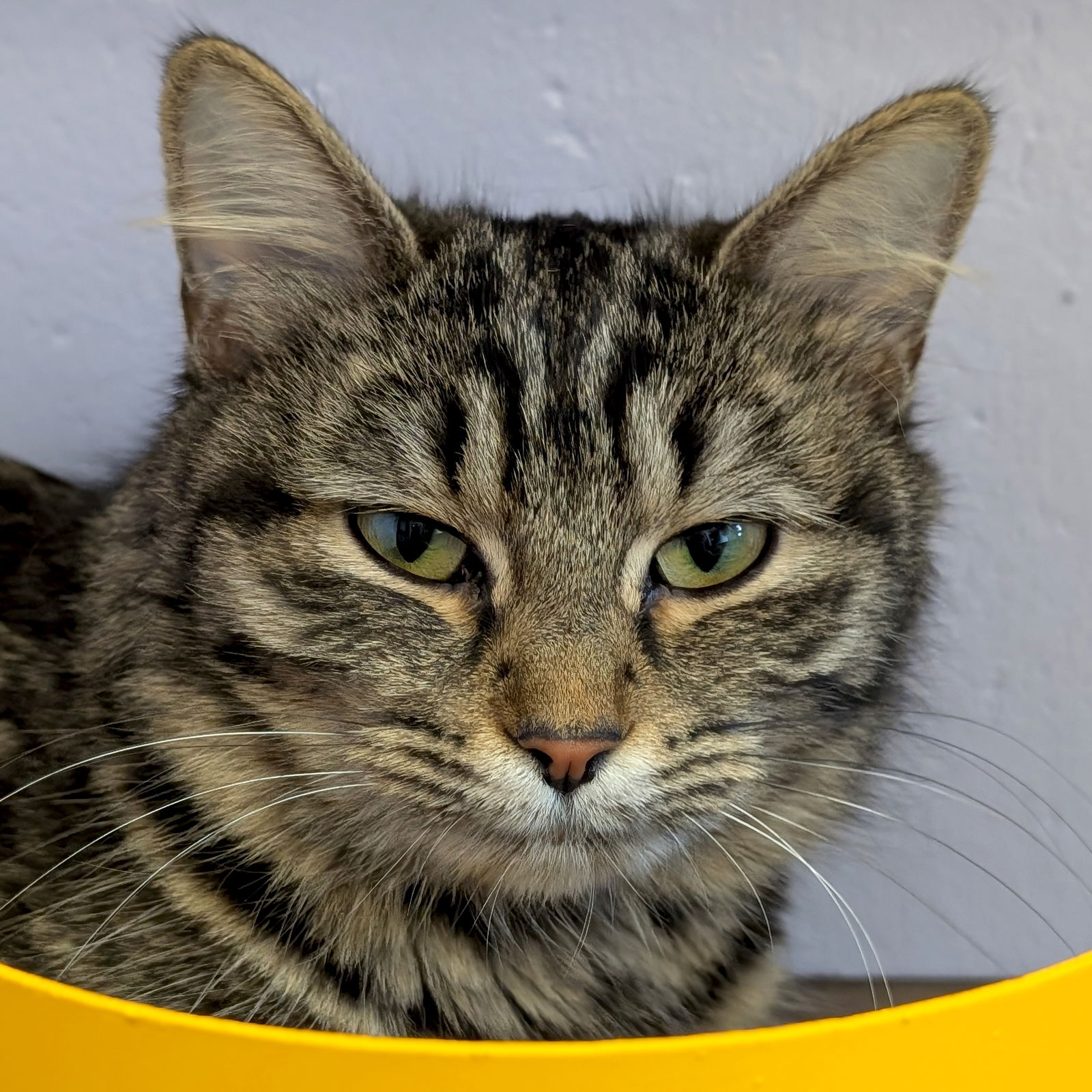 adoptable Cat in Jefferson, WI named Chewy