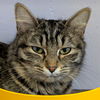 adoptable Cat in  named Chewy