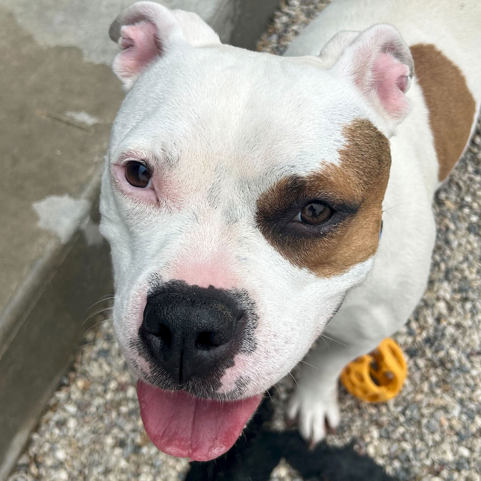adoptable Dog in Jefferson, WI named Yogurt
