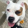 adoptable Dog in  named Yogurt