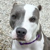 adoptable Dog in  named Ivy