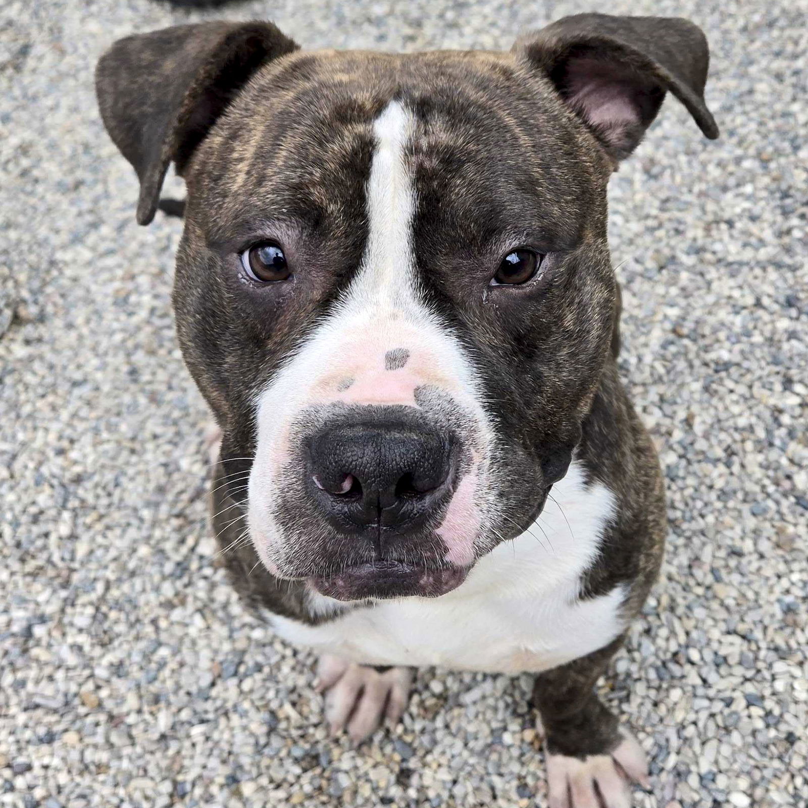 adoptable Dog in Jefferson, WI named Royce