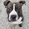 adoptable Dog in  named Royce
