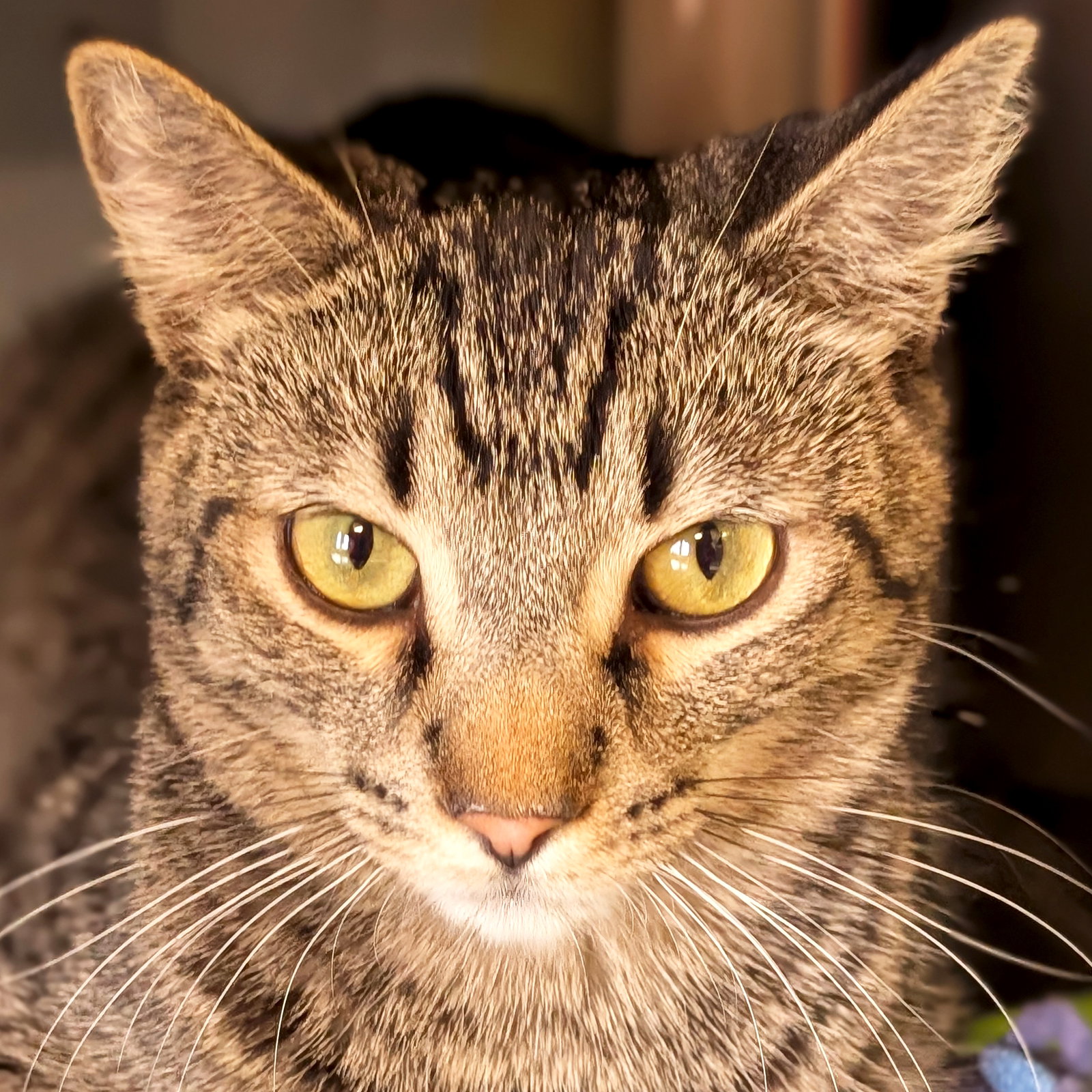 Archie - Reduced Fee!