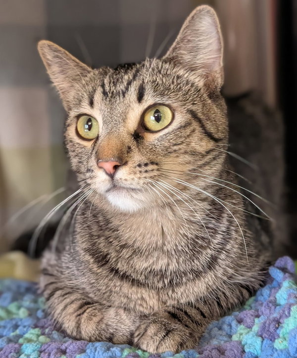 Archie - Reduced Fee!