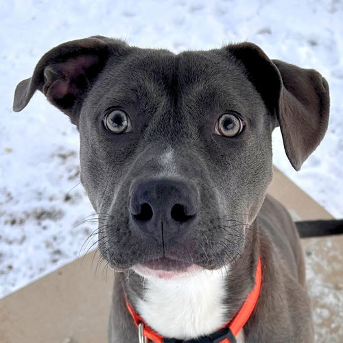 DENIM - NAME YOUR OWN ADOPTION FEE!