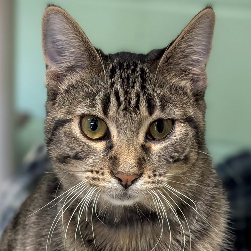 SUNNY - Domestic Short Hair available for adoption