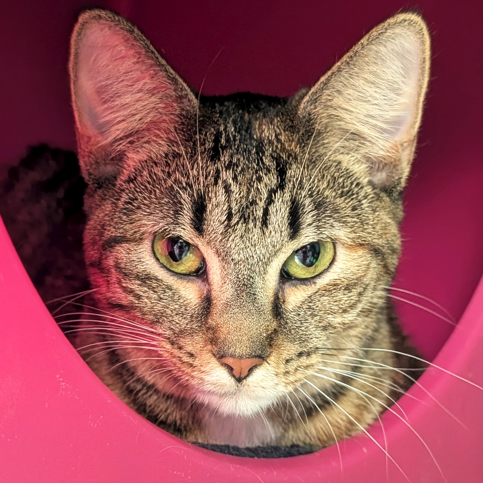 Lexi - Reduced Fee!