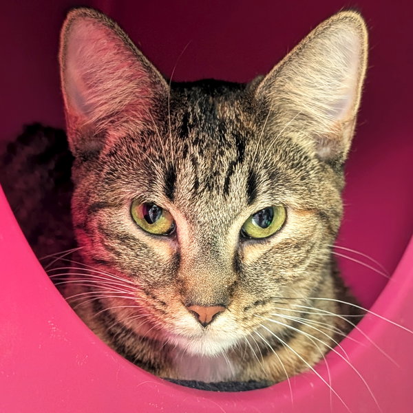 Lexi - Reduced Fee!