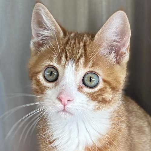 picture of the cat needing adoption