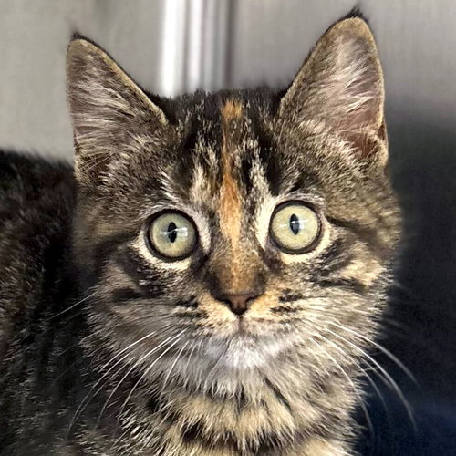 picture of the cat needing adoption
