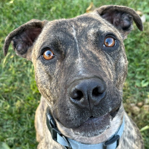 picture of the dog needing adoption