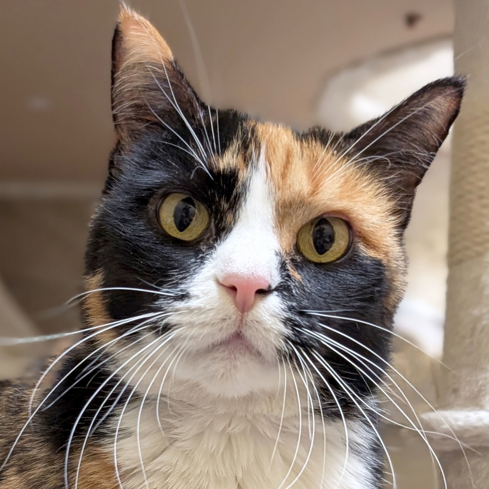 Boots - Adoption Fee Paid! Image