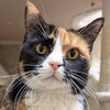 Boots - Adoption Fee Paid! - Photo 1