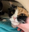 Boots - Adoption Fee Paid! - Photo 2