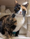 Boots - Adoption Fee Paid! - Photo 3