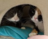 Boots - Adoption Fee Paid! - Photo 4