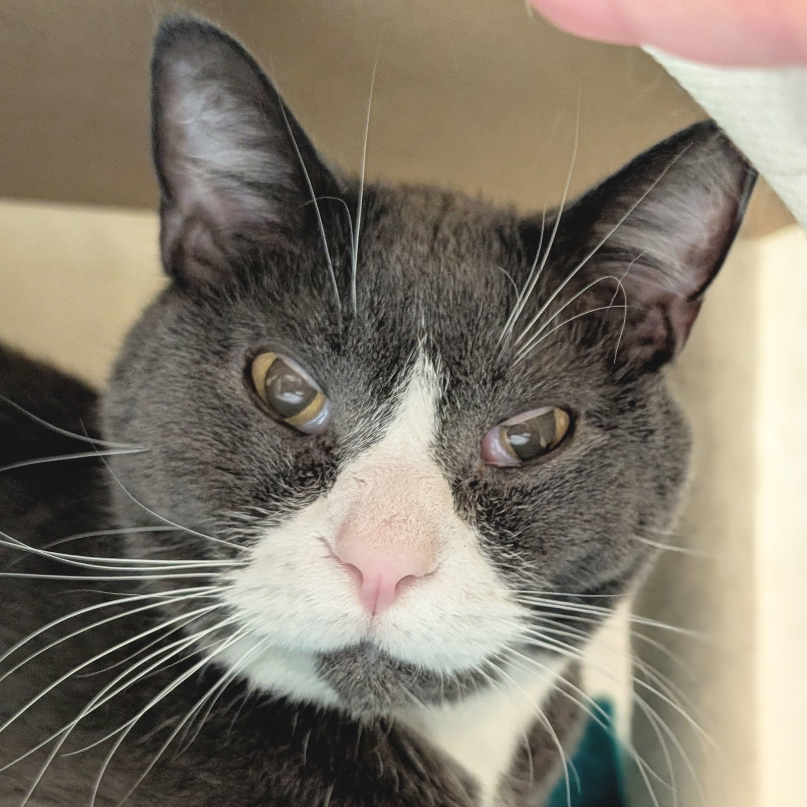 Smokey - Adoption Fee Paid! Image