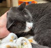 Smokey - Adoption Fee Paid! - Photo 2