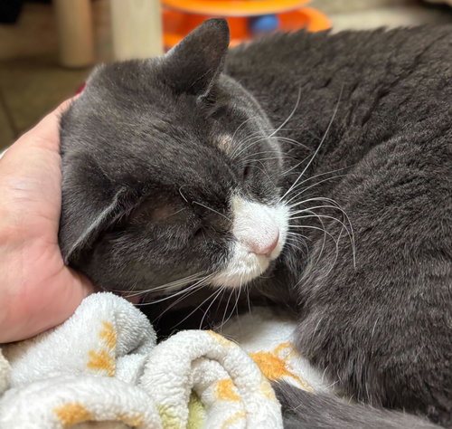 SMOKEY - ADOPTION FEE PAID! - Domestic Short Hair available for adoption