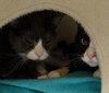 Smokey - Adoption Fee Paid! - Photo 3