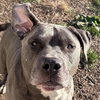 Kebo - Name Your Own Adoption Fee! - Photo 3