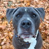 Kebo - Name Your Own Adoption Fee! - Photo 1