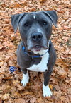 Kebo - Name Your Own Adoption Fee! - Photo 2