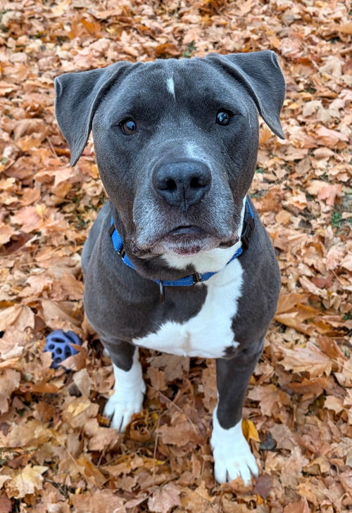 KEBO - NAME YOUR OWN ADOPTION FEE! - American Pit Bull Terrier available for adoption