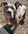 Niah - Name Your Own Adoption Fee! - Photo 3