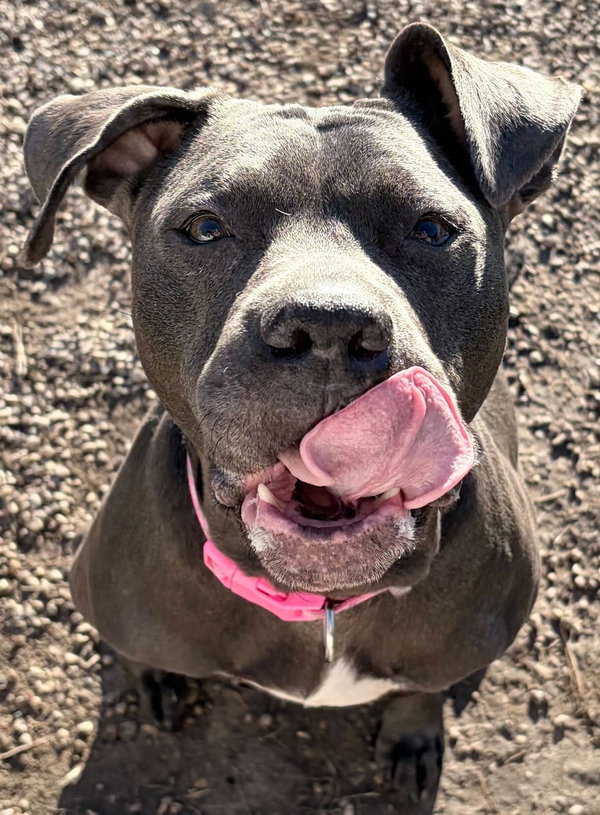 Niah - Name Your Own Adoption Fee!