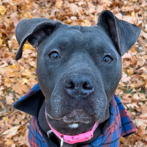 NIAH - NAME YOUR OWN ADOPTION FEE! - American Pit Bull Terrier available for adoption