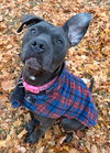 Niah - Name Your Own Adoption Fee! - Photo 2