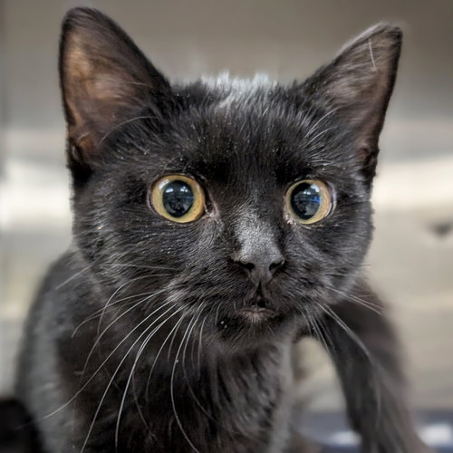 PERCH - REDUCED FEE! - Domestic Short Hair available for adoption