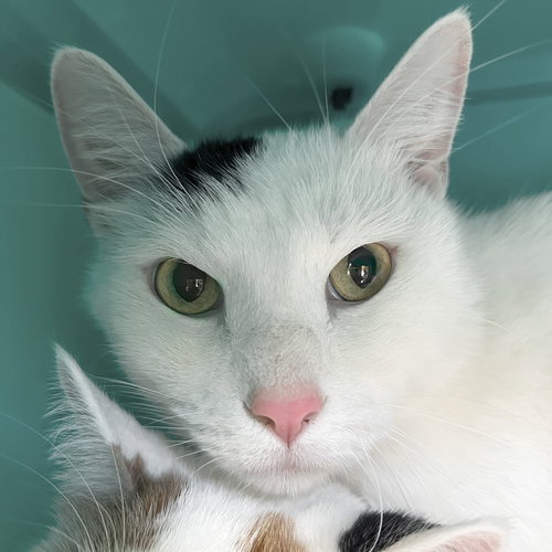 picture of the cat needing adoption